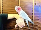 Full Evci̇l Konuşan Gül Kakadu Papağanimiz