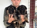 A Kali̇te Alman Kurdu Yavrulari