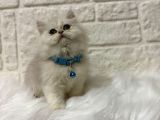 British Shorthair Silver Dişi 2 Aylık