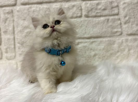 British Shorthair Silver Dişi 2 Aylık görsel