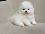 Boo Pomeranian Ultra Mini Yavrularımız Saf Ayi Surat