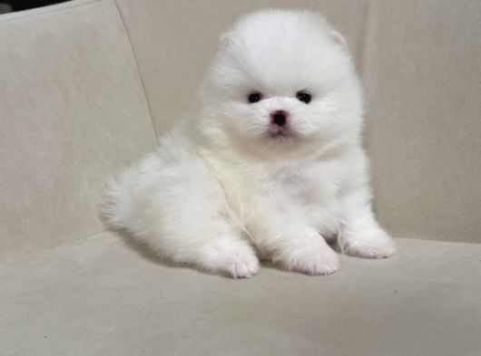 Boo Pomeranian Ultra Mini Yavrularımız Saf Ayi Surat görsel