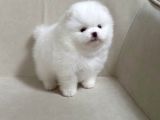 Boo Pomeranian Ultra Mini Yavrularımız Saf Ayi Surat