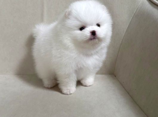 Boo Pomeranian Ultra Mini Yavrularımız Saf Ayi Surat
