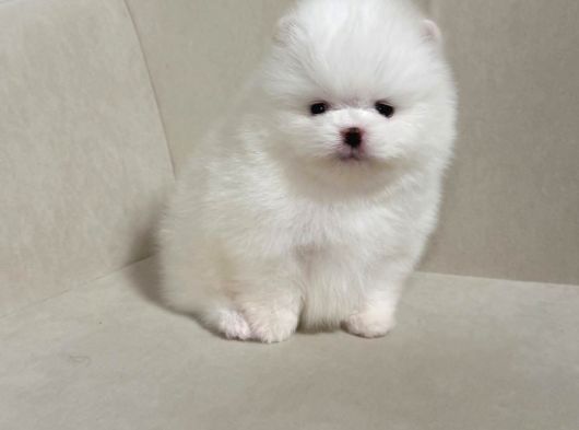 Boo Pomeranian Ultra Mini Yavrularımız Saf Ayi Surat görsel