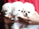 Boo Pomeranian Ultra Mini Yavrularımız Saf Ayi Surat