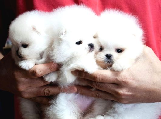 Boo Pomeranian Ultra Mini Yavrularımız Saf Ayi Surat görsel