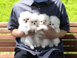 Boo Pomeranian Ultra Mini Yavrularımız Saf Ayi Surat