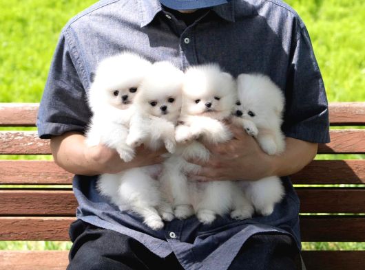Boo Pomeranian Ultra Mini Yavrularımız Saf Ayi Surat görsel