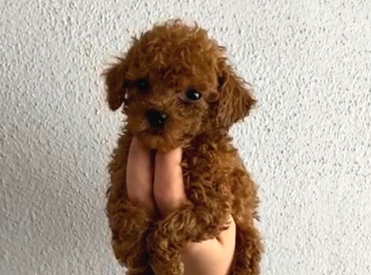 Pet Eğitimli Safkan Toy Boy Poodle Bebek görsel