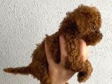 Pet Eğitimli Safkan Toy Boy Poodle Bebek