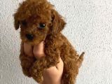 Pet Eğitimli Safkan Toy Boy Poodle Bebek