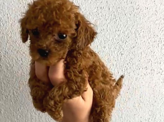 Pet Eğitimli Safkan Toy Boy Poodle Bebek görsel