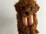 Pet Eğitimli Safkan Toy Boy Poodle Bebek