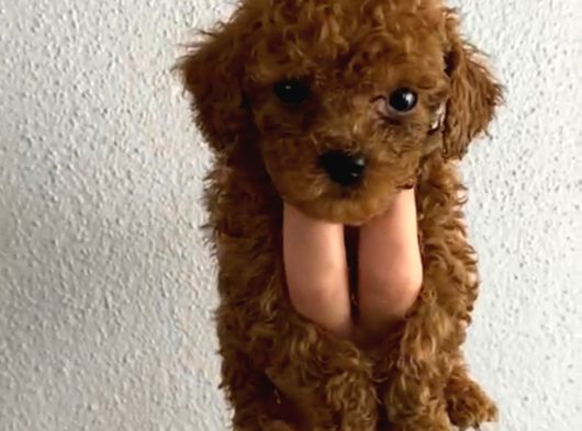 Pet Eğitimli Safkan Toy Boy Poodle Bebek görsel