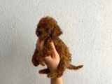 Pet Eğitimli Safkan Toy Boy Poodle Bebek