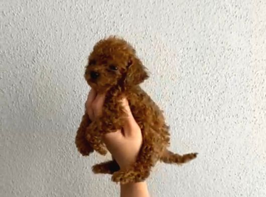 Pet Eğitimli Safkan Toy Boy Poodle Bebek görsel