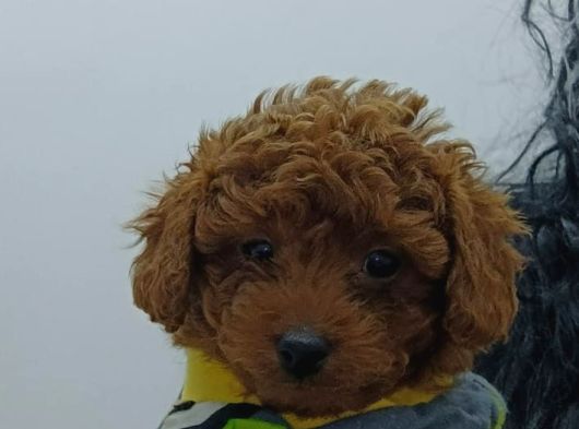 Cep Boy Toy Poodle Yavrular Gören Aşık Oluyor