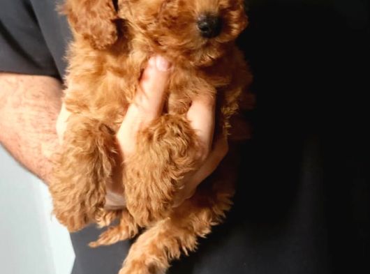 Cep Boy Toy Poodle Yavrular Gören Aşık Oluyor görsel