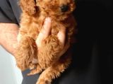 Cep Boy Toy Poodle Yavrular Gören Aşık Oluyor