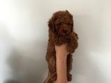 Cep Boy Toy Poodle Yavrular Gören Aşık Oluyor