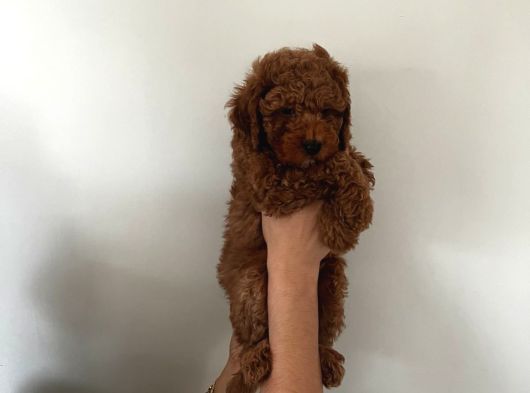 Cep Boy Toy Poodle Yavrular Gören Aşık Oluyor görsel