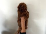 Cep Boy Toy Poodle Yavrular Gören Aşık Oluyor
