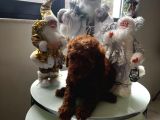 Cep Boy Toy Poodle Yavrular Gören Aşık Oluyor