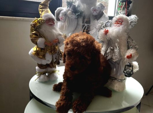 Cep Boy Toy Poodle Yavrular Gören Aşık Oluyor görsel