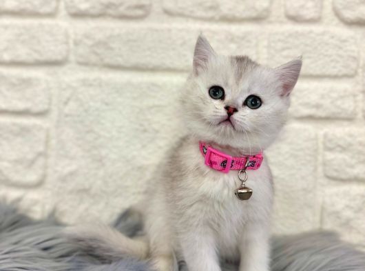 British Shorthair Silver Dişi 2 Aylık görsel