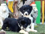 Border Collie Yavrular