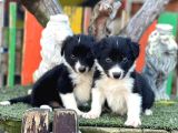 Border Collie Yavrular