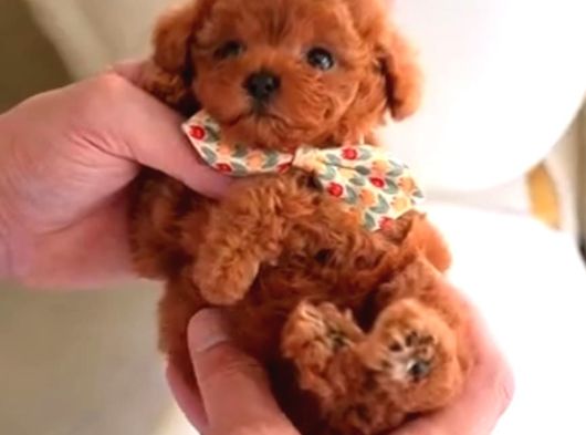 Türkiyenin En Güzel Core Toy Poodle Bebekleri