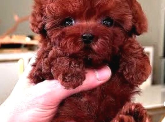 Türkiyenin En Güzel Core Toy Poodle Bebekleri görsel