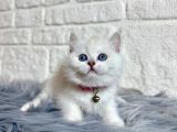 British Shorthair 2 Aylık Beyaz Dişi