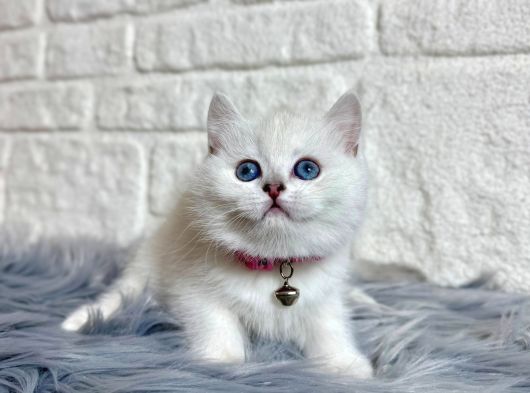 British Shorthair 2 Aylık Beyaz Dişi