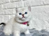British Shorthair 2 Aylık Beyaz Dişi