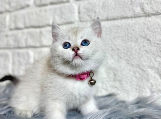 British Shorthair 2 Aylık Beyaz Dişi görsel