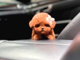 Türkiyenin En Güzel Core Toy Poodle Bebekleri