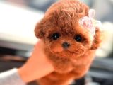 Türkiyenin En Güzel Core Toy Poodle Bebekleri