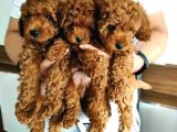 Renk Renk Orji̇nal Toy Poodle Yavrularimiz Güncel Ankara