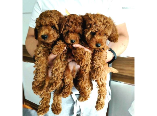 Renk Renk Orji̇nal Toy Poodle Yavrularimiz Güncel Ankara görsel