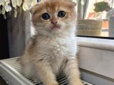 Golden ve Silver Eğik Kulaklı Çok Tatlı Yavrular