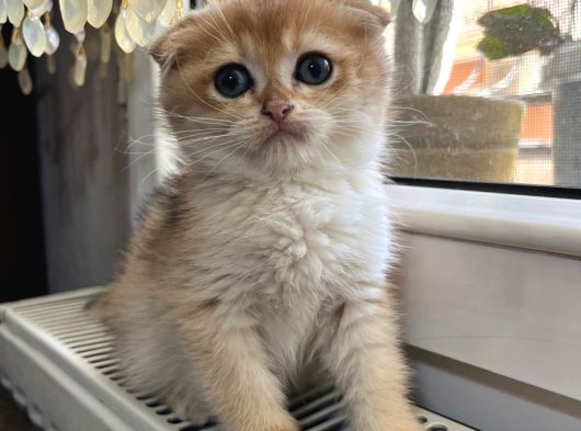Golden Ve Silver Eğik Kulaklı Çok Tatlı Yavrular