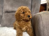 POODLE TÜY YAPISINDA MALTIPOO OĞLUMUZ