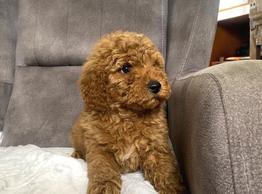 Poodle Tüy Yapisinda Maltipoo Oğlumuz