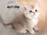 BRITHIS SHORTHAİR ZARAFETİ