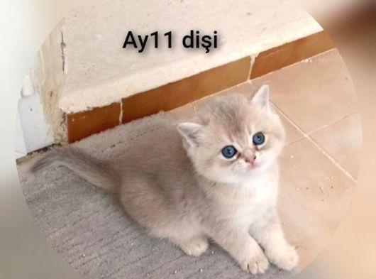 Brithis Shorthai̇r Zarafeti̇ görsel