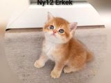 Brithis Shorthai̇r Zarafeti̇