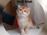 Brithis Shorthai̇r Zarafeti̇